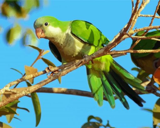 Quaker Parrot paint by number