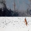 Rabbit Dancing In Snow paint by number