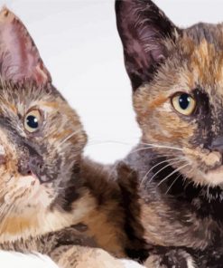 Tortoiseshell Kittens paint by number