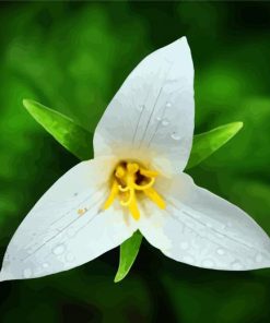 Trillium Flower And Water Drops paint by number