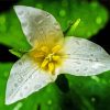 Trillium Flower paint by number