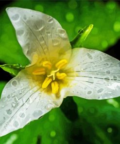 Trillium Flower paint by number