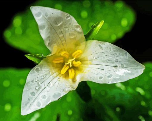 Trillium Flower paint by number