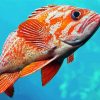 Vermilion Rockfish paint by number