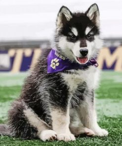 Washington Husky Dog paint by number