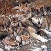 Wolf Family paint by number