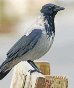 Wrona Hooded Crow paint by number