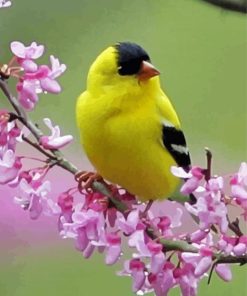 Yellow Finches Bird paint by number