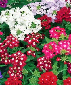 Beautiful Colorful Verbena Flowers paint by number