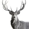 Black And White Highland Stag Animal paint by number