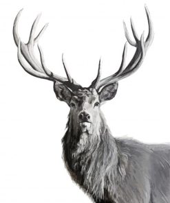 Black And White Highland Stag Animal paint by number