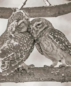 Black And White Owl Couple paint by number