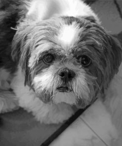 Black And White Shih Tzu Puppy paint by number