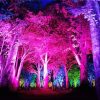 Colorful Forest Light paint by number