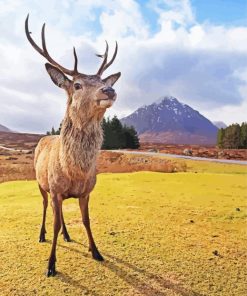 Cute Highland Stag Animal paint by number