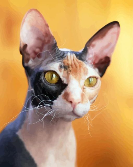 Hairless Cat Animal paint by number