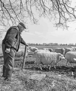 Old Sheep Farmer paint by number