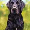 Pastel Dog Portrait Art paint by number