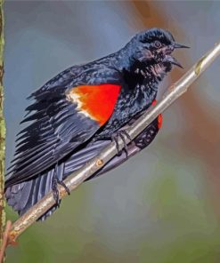 Red Winged Blackbird On Branch paint by number