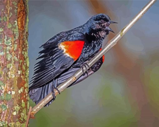 Red Winged Blackbird On Branch paint by number