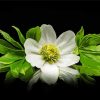 White Hellebore Flower paint by number