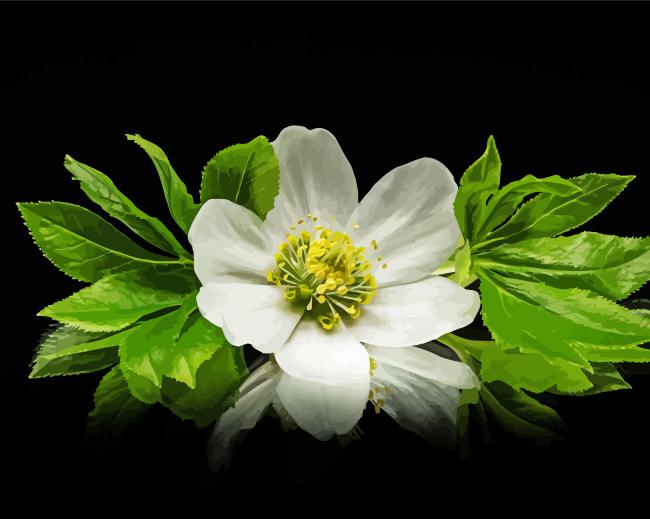 White Hellebore Flower paint by number