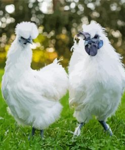 White Silkies paint by number