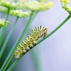 Worm On Fennel Flower paint by number