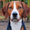 American Foxhound paint by number