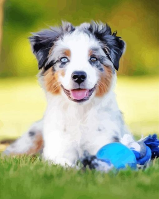 Australian Shepherd Puppy paint by number