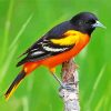 Baltimore Oriole On Stick paint by number