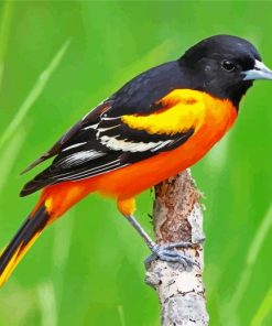 Baltimore Oriole On Stick paint by number