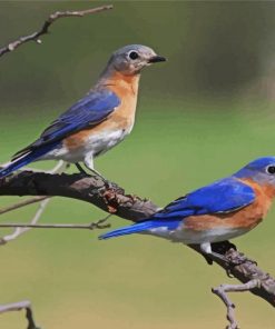 Blue Birds On A Branch Paint by number