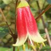 Canberra Bells Australian Wild Flowers paint by number