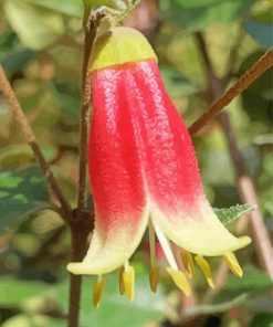 Canberra Bells Australian Wild Flowers paint by number