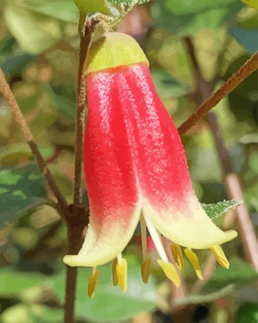 Canberra Bells Australian Wild Flowers paint by number