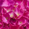 Close Up Pink Hydrangeas paint by number