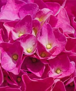 Close Up Pink Hydrangeas paint by number