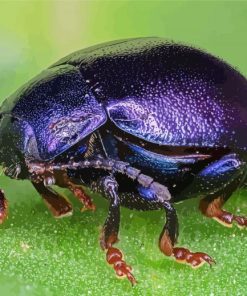 Close Up Purple Beetle paint by number