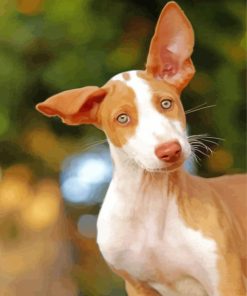 Cute Podenco Dog paint by number