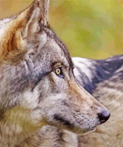 Eastern Wolf Side Face paint by number