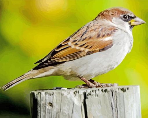 House Sparrow On Branch paint by number