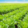 Lettuce Fields Plants paint by number