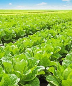 Lettuce Fields Plants paint by number