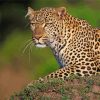 Maasai Mara Leopard paint by number