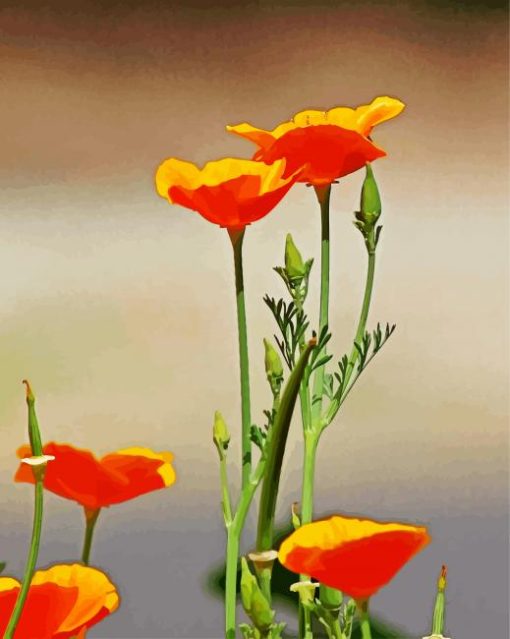 Orange California Poppy Flowers Paint by number