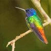 Rainbow Hummingbird Bird paint by number