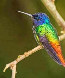 Rainbow Hummingbird Bird paint by number