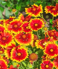 Red And Yellow Flowers paint by number