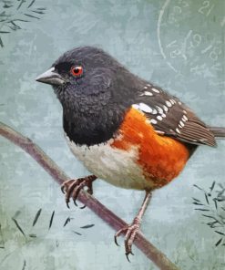 Towhee Bird paint by number